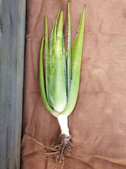 Mature Barbadensis-Miller Plant (Local Pick Up Only)